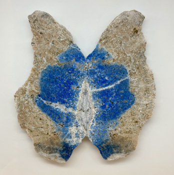 Blue Papillion 2